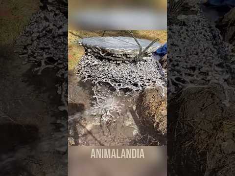 A cidade das formigas #animais #bichos #curioso