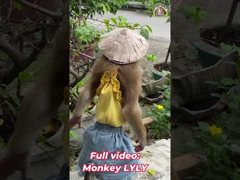 Monkey Lyly helps her mother find the pebble. #shorts #monkey #youtubeshorts #funny