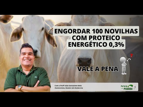 Vale a pena engordar 100 novilhas no proteico energetico 0,3%?