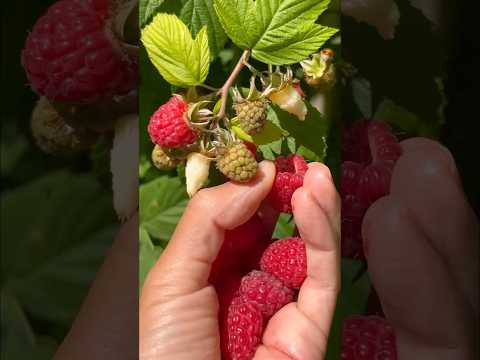 ഞാൻ ഇങ്ങനെ ആണെചെയുന്നത്☺️ #shorts #short #trending #raspberry #viralvideo #youtubeshorts #yummy