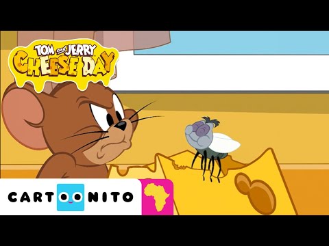 Cheese Stealer | Tom and Jerry | Cheese Day Celebration  🧀🎉 I Cartoonito Africa