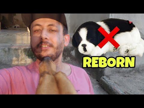 Olha o que os bebês Reborn estão fazendo com os cachorros