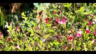 HUMMINGBIRDS|HEALTHY BREAKFAST INCLUDES PROTEIN, FIBER, NUTRIENTS, MICRONUTRIENTS   #art  #subscribe