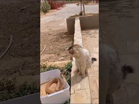 É por isso Que Gatos SEMPRE ganham lutas de Cobras #animais #natureza #curiosidades