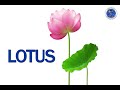 Flower Identification and Language Questions