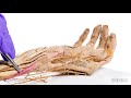 Anatomy of the Thumb and Hand