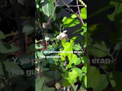 Curiosidades del jardín #flores #garden #huertocasero