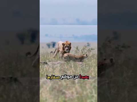لأجل صغارها أنثى الفهد تهاجم الأسد 😮#animals #حيوانات #ytshort#shorts #lion #أسد#shortvide #youtube