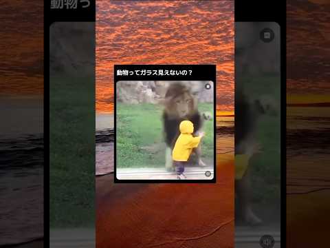 動物がガラス見えなくてよかった...#おすすめ#shorts#short