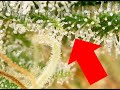 Trichome Production in Plants