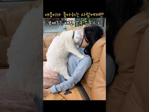 야옹이가 젤 좋아하는 사람에게만 보여주는 찐 애정 갈구 수준 ㄷ ㄷ ㄷ