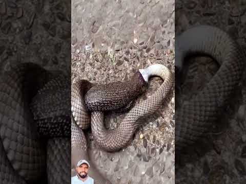 السحليه ادركت ان الافعى ذكيه لاكنها قشورتها#shorts