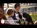 Benefits of Having a Dog for Your Health