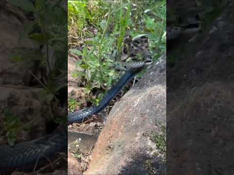 One Last Look Around #snakevsnake