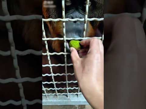 Gorillas eat fruit #shorts