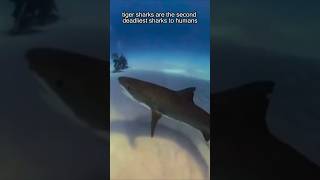 POV: You're Eaten by a SHARK #Shorts
