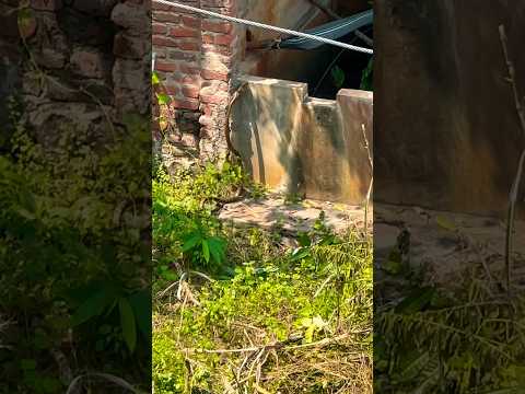 OMG 😱snake mongoose fight in my backyard #wildlife #nature #discovery #snake #natgeo   #naturelovers