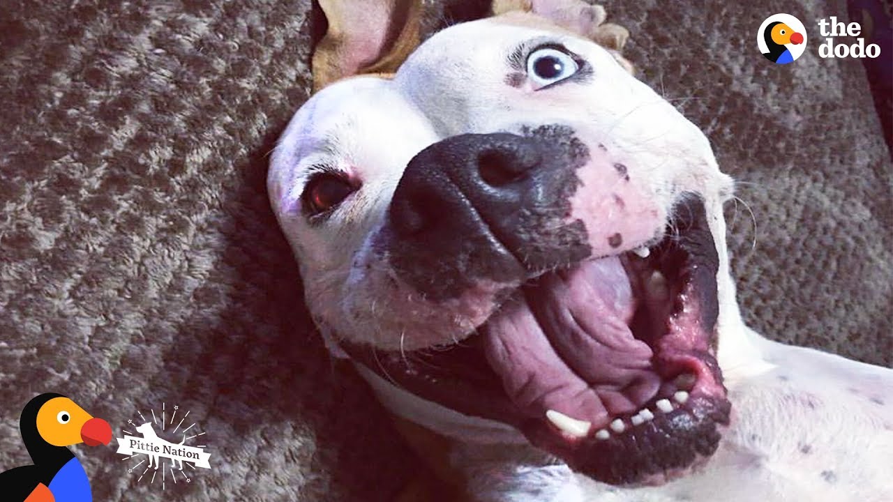 'Aggressive' Pit Bull Dog Turns Into a Sweet Snuggle Machine Pittie Nation