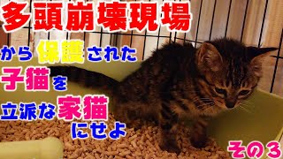 多頭崩壊現場から保護された子猫、教えてもいないのにトイレを勝手に覚えちゃう　多頭崩壊現場から保護された子猫を立派な家猫に育て上げてみる　その３