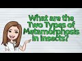 Metamorphosis Stages in Insects