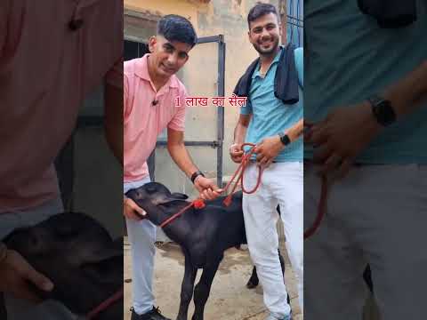 भगवान उम्र लगाए इस बच्चे की। #explore #murrah