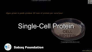 Single-Cell Protein