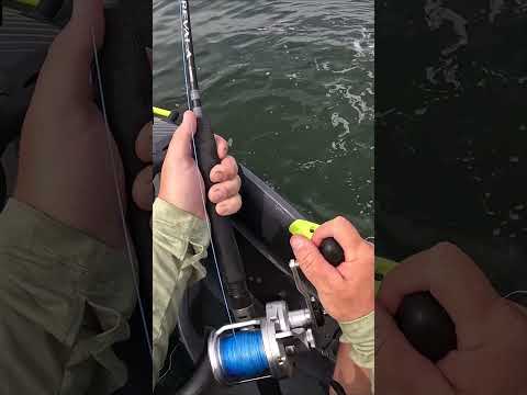 MASSIVE Fish Caught on THIS Bait!!