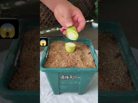😱Clivia Cutting Tips for a Beautiful Orchid Like Effect#flowers