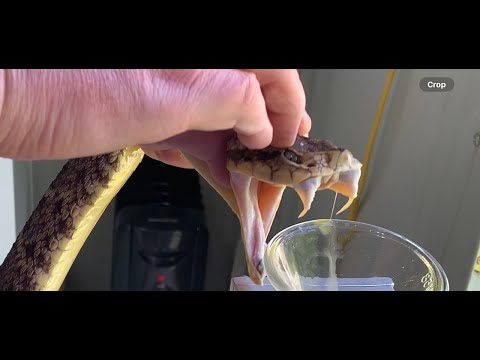 Colombian lance head pit vipers (and BABIES) venom extractions. Bothrops atrox.