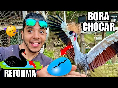 Chocando ovo de grou Coroado | Terminando a reforma no lago do cisne | Aves Recriar