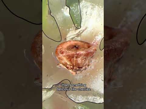 The Fascinating Life Cycle of Tumbleweeds | #DeepLook #Shorts