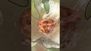 The Fascinating Life Cycle of Tumbleweeds | #DeepLook #Shorts