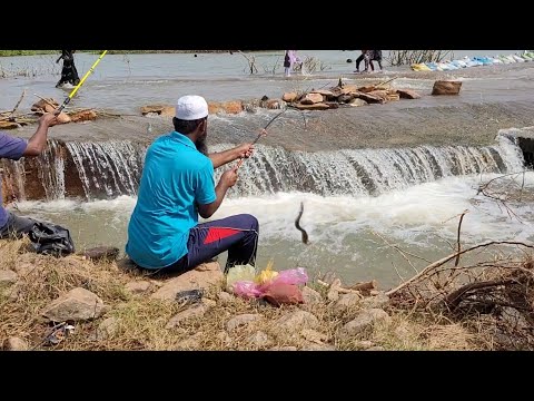 "MASTERING SMALL SINGLE HOOK FISHING IN BAAMFISH "INDIAN eel fish FISHING TECHNIQUES IN VILLAGES "