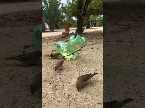 capturando passarinho, pega e solta