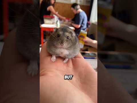 Adorable Campbell’s Hamster#animals #funnyanimal #funny #hamster #cute