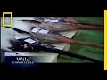 Shark Conservation and Ecology