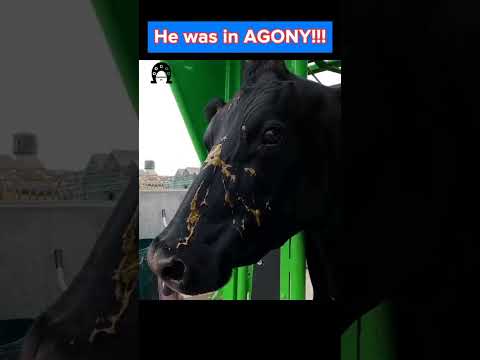 He was in AGONY ??? #tiktok#fyp #viral #cow #hoof #hoofcare #hoofpicking #hoofcleaning #hooftriming