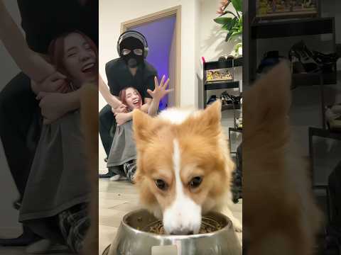 Phản ứng của đậu khi sam bị bắt cóc 🤣#sammydao #shorts