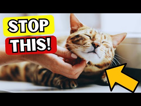 Understanding Cat Behavior: 5 Daily Actions Your Cat Dislikes