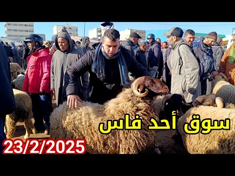 مباشرة من أحد فاس 23/2/2025 أثمنة الخروف الكسابي والنعجة وخروفة وحولي فرجة ممتعة