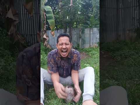 Mau ketawa takut dosa video lucu bikin ngakak hiburan warga +62 #funny #majedar #comedy #viralvideo