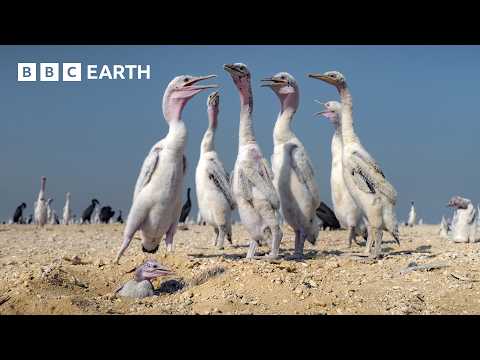 These Baby Birds Can't Catch a Break | The Making of Asia | BBC Earth