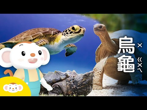 【樂樂帶你探險去】澤龜、海龜、陸龜有哪些差別呢？ YouTube