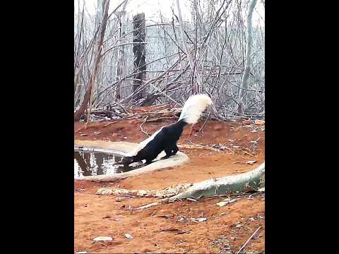 cangambá aparece em plena luz do dia #sertao #luz #dia