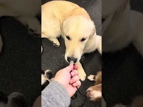 Interrogations inconclusive. Margoโs slayer is still out thereโฆ #doggydaycare #dog #foryoupage