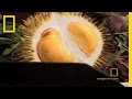 Durian: The Controversial Fruit