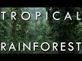 Exploring the Tropical Rainforest Climate