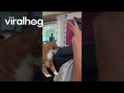 Orange Cat Gives High Five || ViralHog