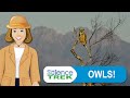 Owl Behavior and Adaptations