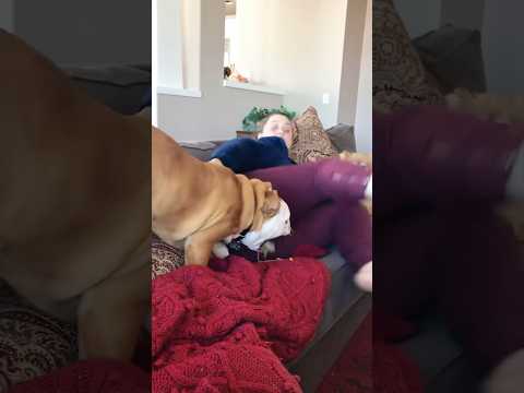 When you fart in front of the dog#bulldog #fyp #foryou #throwup #sorry #dog